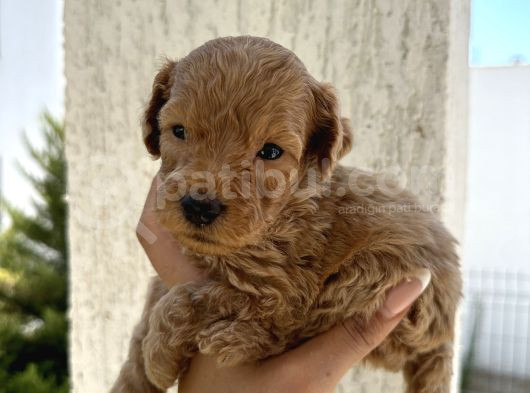 En Sevimli Can Dostu Toy Poodle Yavru görsel