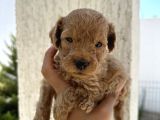 En sevimli can dostu toy poodle yavru