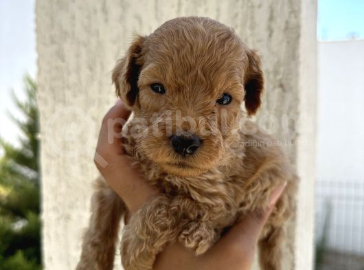 En Sevimli Can Dostu Toy Poodle Yavru