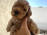 Minyatür Şirin Toy Poodle Yavru