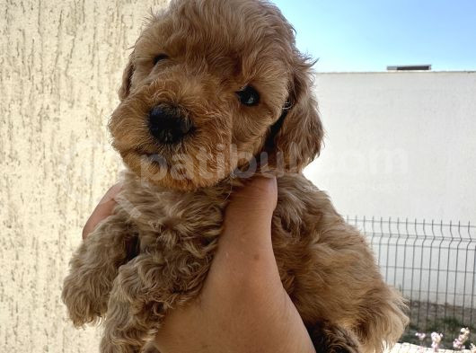 Minyatür Şirin Toy Poodle Yavru görsel