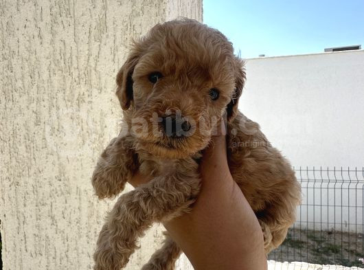 Minyatür Şirin Toy Poodle Yavru görsel