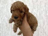 Minyatür Şirin Toy Poodle Yavru
