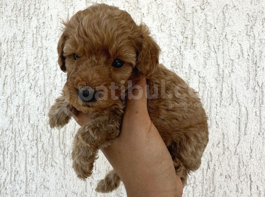 Minyatür Şirin Toy Poodle Yavru görsel