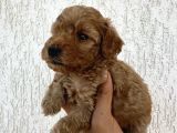 Minyatür Şirin Toy Poodle Yavru