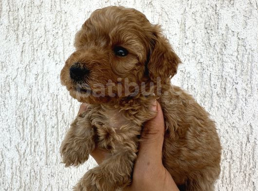 Minyatür Şirin Toy Poodle Yavru görsel