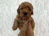 Minyatür şirin toy poodle yavru