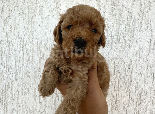 Minyatür Şirin Toy Poodle Yavru
