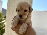 En Sevimli Peluş Tüylü Toy Poodle Yavru