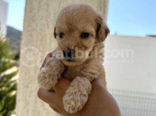 En Sevimli Peluş Tüylü Toy Poodle Yavru görsel