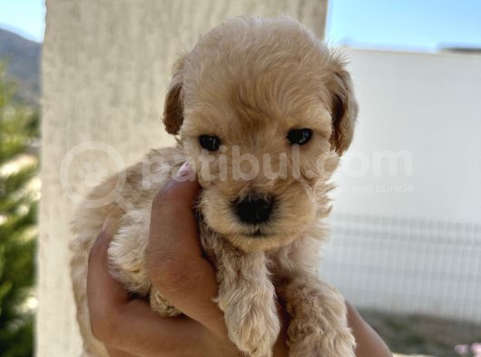 En Sevimli Peluş Tüylü Toy Poodle Yavru görsel