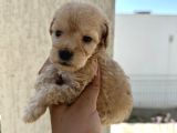 En Sevimli Peluş Tüylü Toy Poodle Yavru