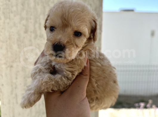 En Sevimli Peluş Tüylü Toy Poodle Yavru görsel