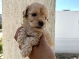 En Sevimli Peluş Tüylü Toy Poodle Yavru