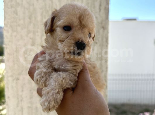 En Sevimli Peluş Tüylü Toy Poodle Yavru görsel