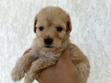 En sevimli peluş tüylü toy poodle yavru