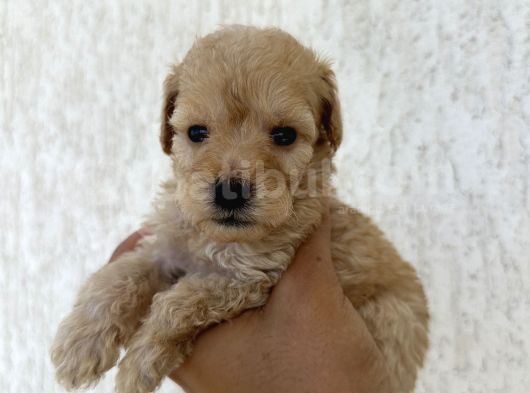 En Sevimli Peluş Tüylü Toy Poodle Yavru