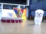 Şecereli Korean Maltese Yavrularımız
