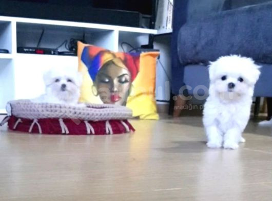 Şecereli Korean Maltese Yavrularımız görsel