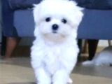 Şecereli Korean Maltese Yavrularımız