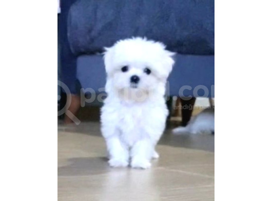 Şecereli Korean Maltese Yavrularımız görsel