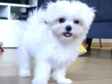 Şecereli Korean Maltese Yavrularımız