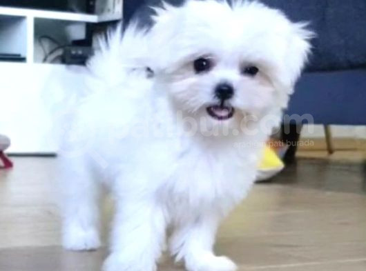 Şecereli Korean Maltese Yavrularımız görsel