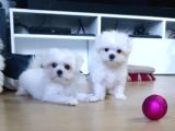 Şecereli Korean Maltese Yavrularımız