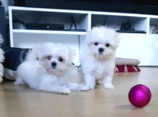 Şecereli Korean Maltese Yavrularımız görsel
