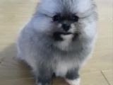 Şecereli Teacup Tedy Face Dişi Pomeranian Yavrularımız