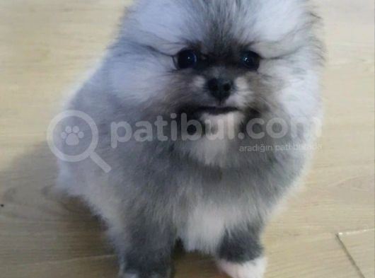 Şecereli Teacup Tedy Face Dişi Pomeranian Yavrularımız görsel