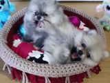 Şecereli Teacup Tedy Face Dişi Pomeranian Yavrularımız