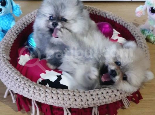 Şecereli Teacup Tedy Face Dişi Pomeranian Yavrularımız görsel