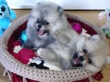 Şecereli Teacup Tedy Face Dişi Pomeranian Yavrularımız