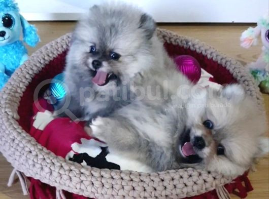 Şecereli Teacup Tedy Face Dişi Pomeranian Yavrularımız
