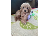 Cok Aci̇l 3-5 Aylik Ori̇ji̇nal Toy Poodle Kizimiz