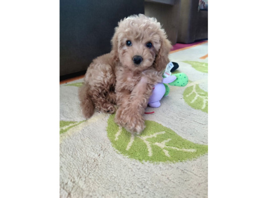 Cok Aci̇l 3-5 Aylik Ori̇ji̇nal Toy Poodle Kizimiz görsel