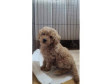 Cok Aci̇l 3-5 Aylik Ori̇ji̇nal Toy Poodle Kizimiz