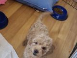 COK ACİL 3-5 aYLIK ORİJİNAL TOY POODLE KIZIMIZ