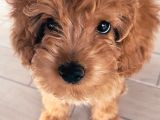 Cok Aci̇l 3-5 Aylik Ori̇ji̇nal Toy Poodle Kizimiz