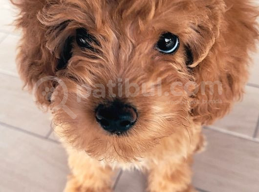 Cok Aci̇l 3-5 Aylik Ori̇ji̇nal Toy Poodle Kizimiz görsel