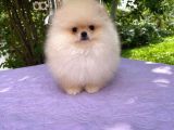 Ayı Surat Pomerian Yavrular