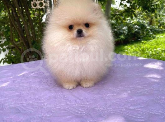 Ayı Surat Pomerian Yavrular görsel
