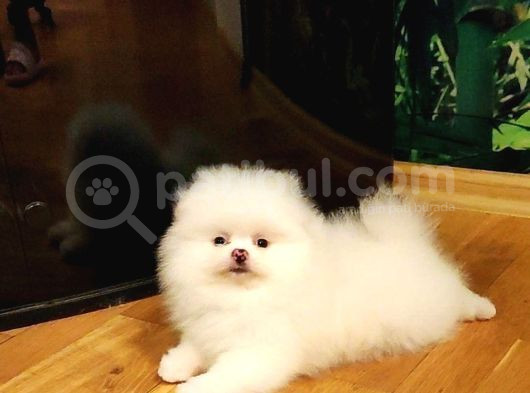 Ayı Surat Pomerian Yavrular görsel