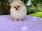 Ayı Surat Pomerian Yavrular