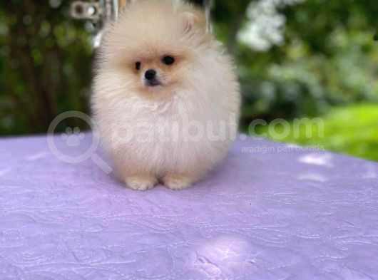 Ayı Surat Pomerian Yavrular görsel