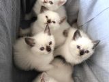 9 Temmuz Doğumlu British Shorthair Yavrularımız