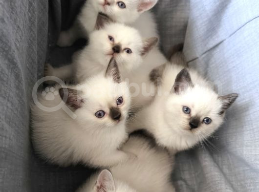 9 Temmuz Doğumlu British Shorthair Yavrularımız görsel