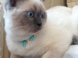 9 Temmuz Doğumlu British Shorthair Yavrularımız