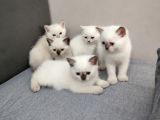9 Temmuz Doğumlu British Shorthair Yavrularımız
